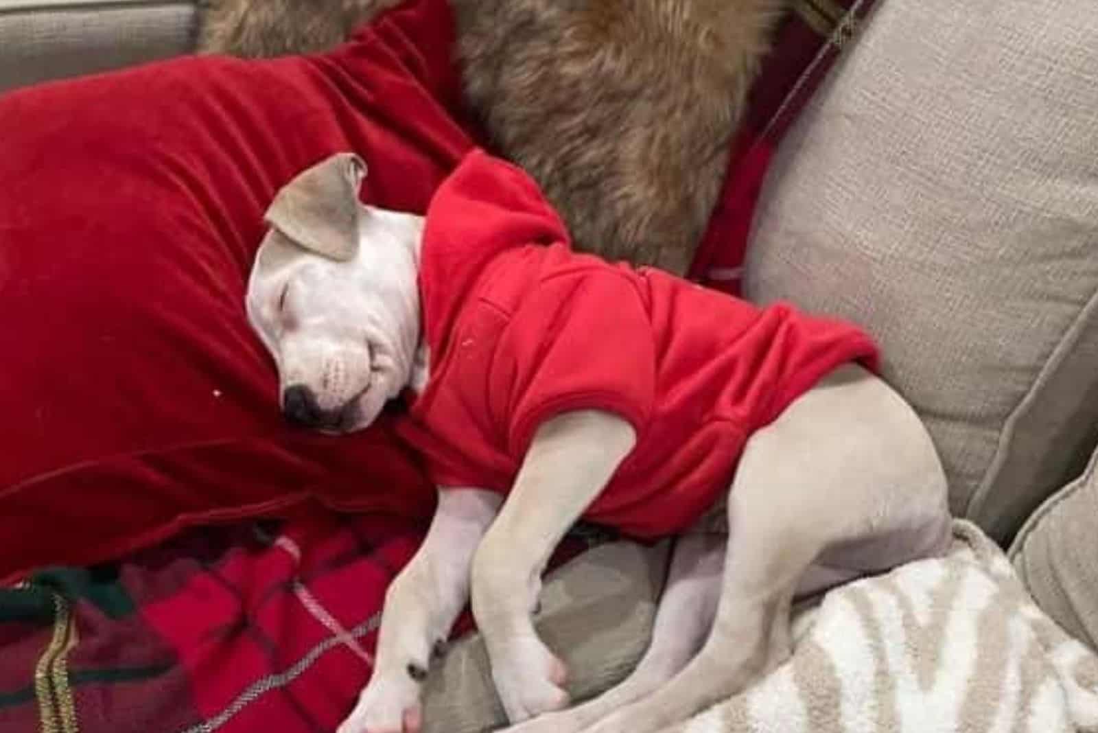 dog wearing hoodie and sleeping