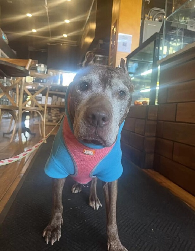 dog wearing pink and blue harness