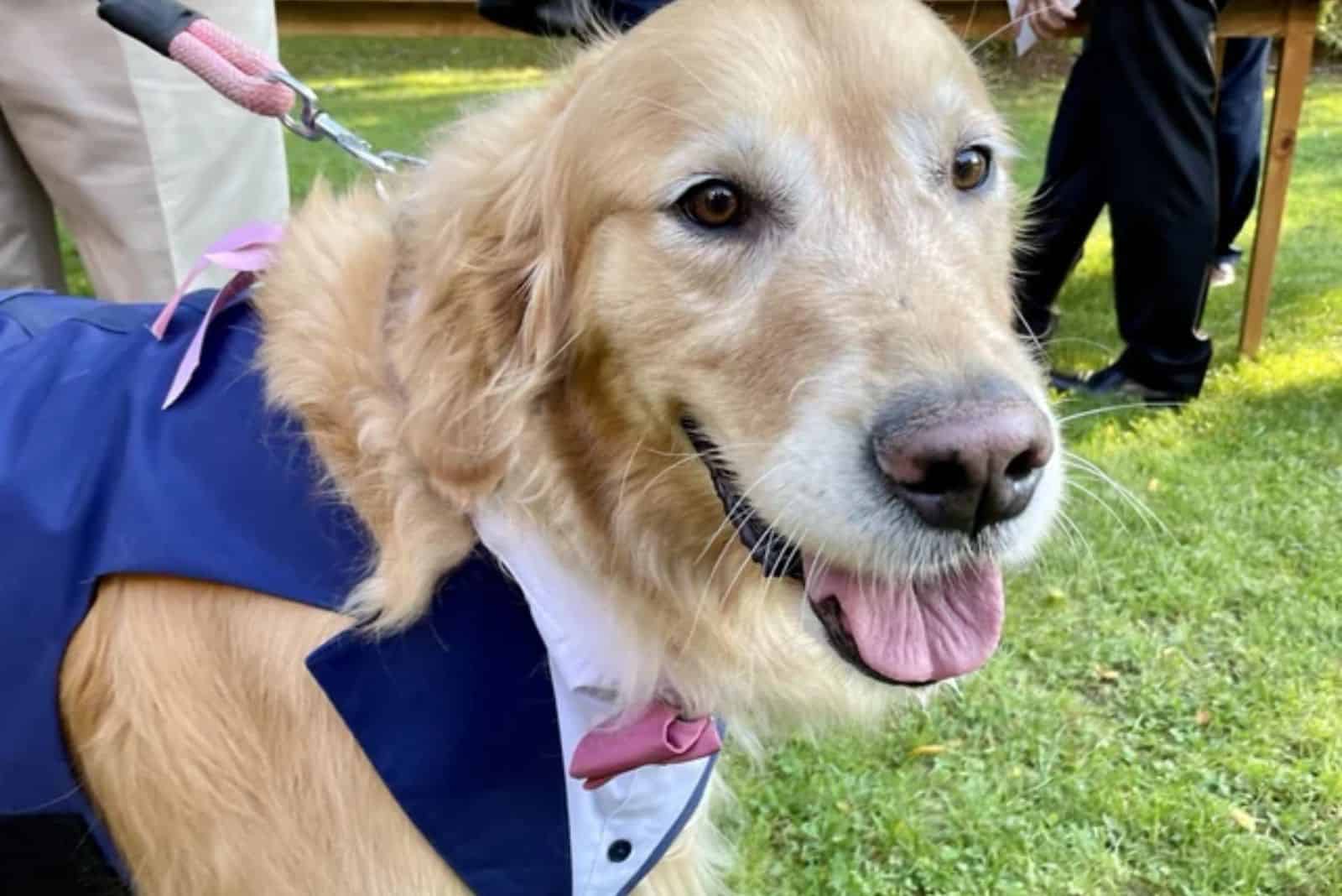 dog wearing suit for a wedding