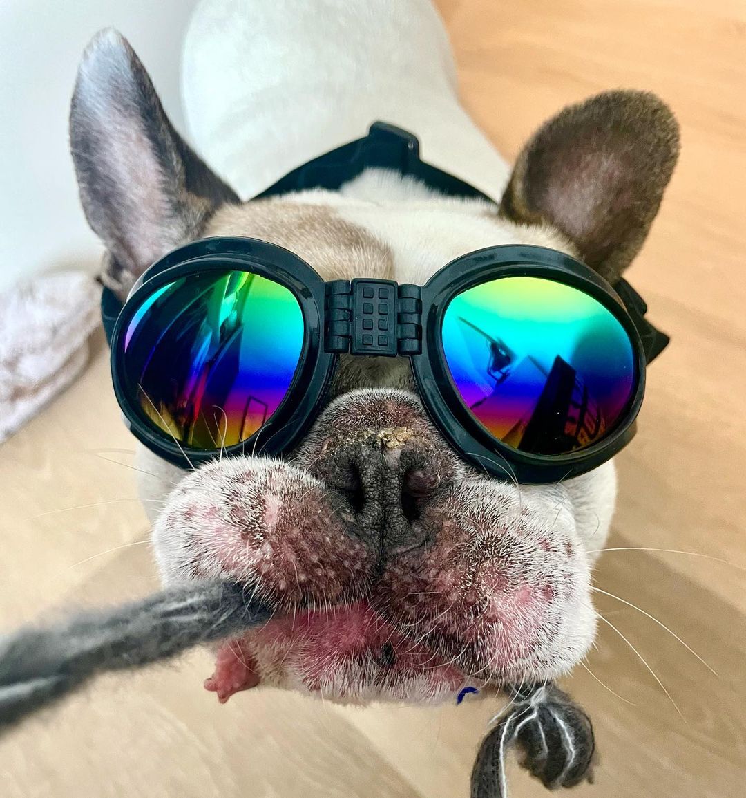 dog wearing sunglasses