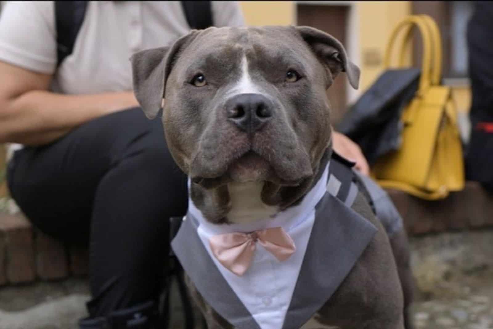 dog wearing tuxedo for wedding celebration