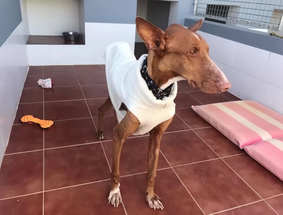 dog wearing white shirt