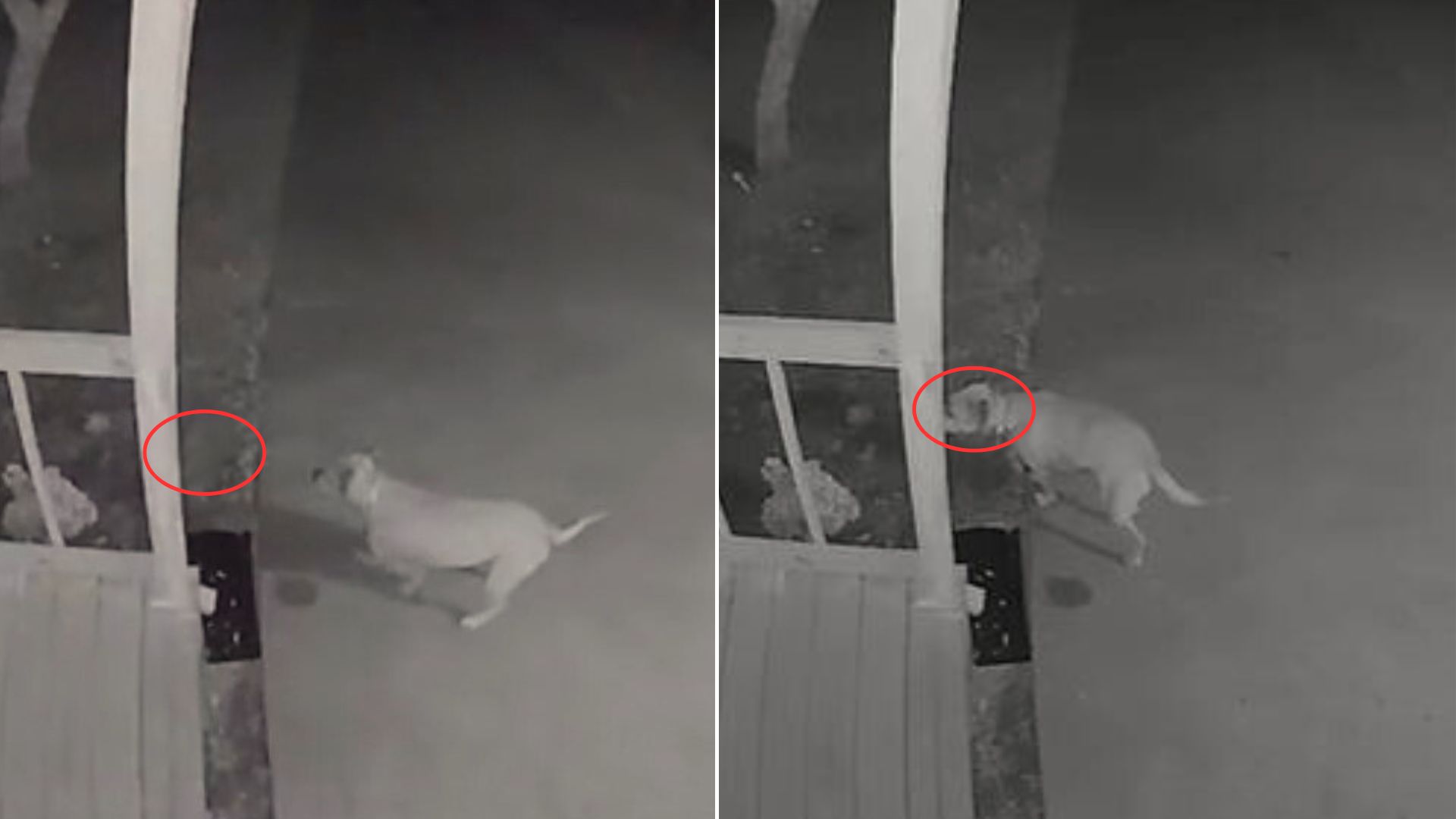 Hilarious Dog Hides “A Secret Treasure” In His Neighbor’s Yard