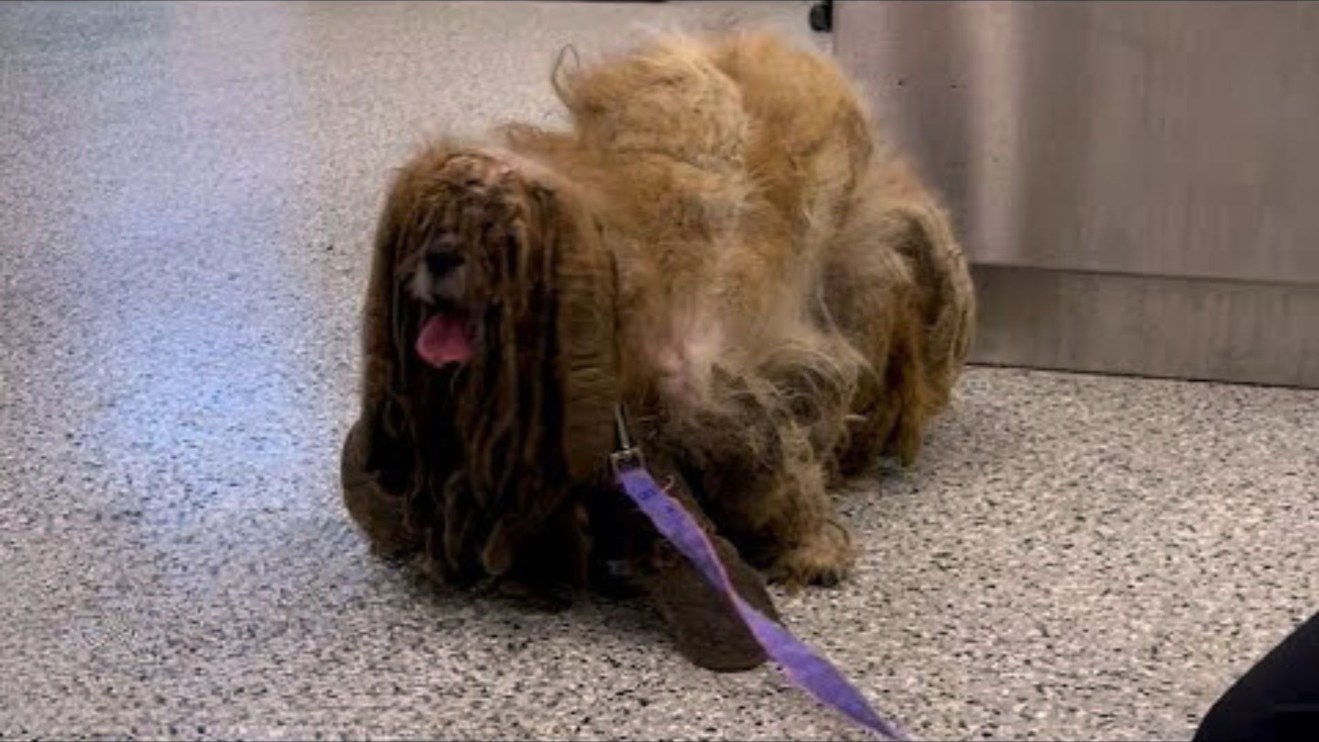 This Dog Was So Severely Matted That He Looked Like He Had Six Legs