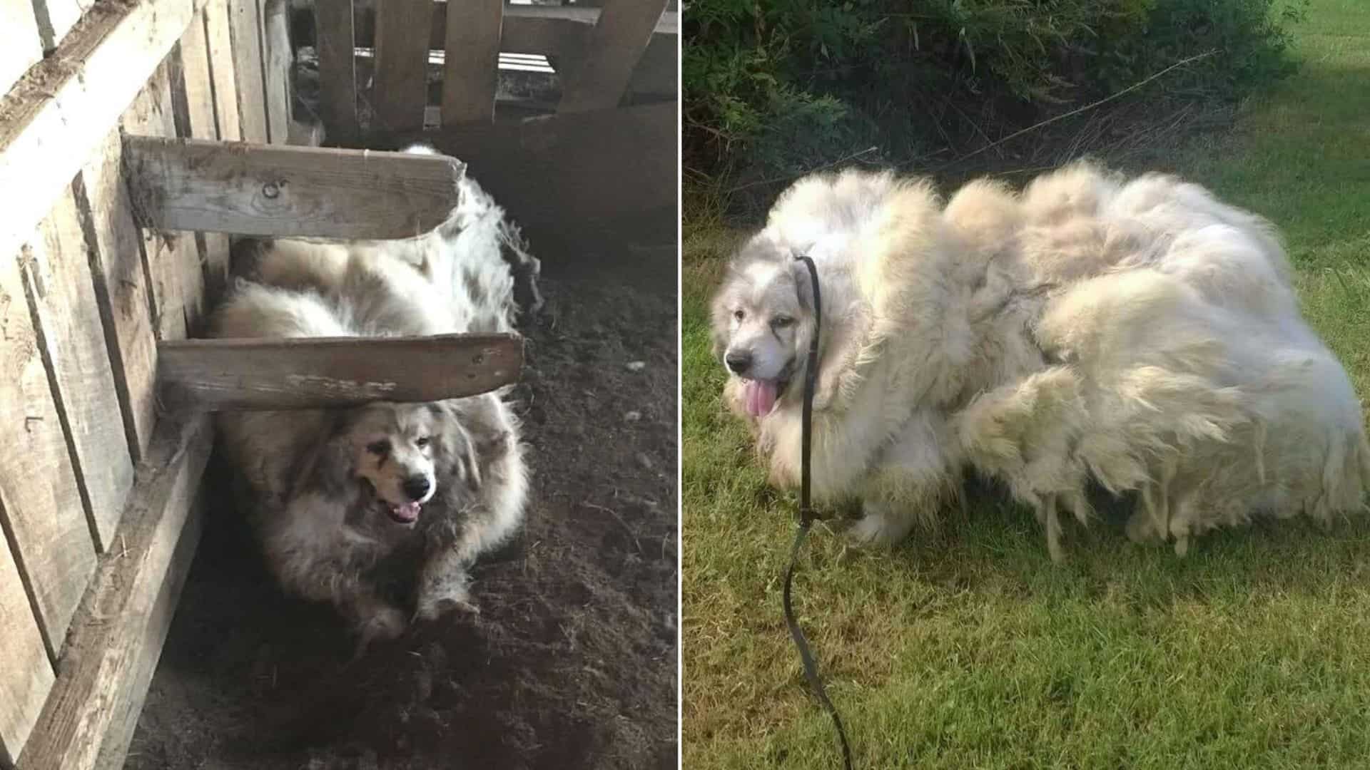 Dog Who Got Stuck In A Barn For Six Years Grew A 35-Pound Fur Coat