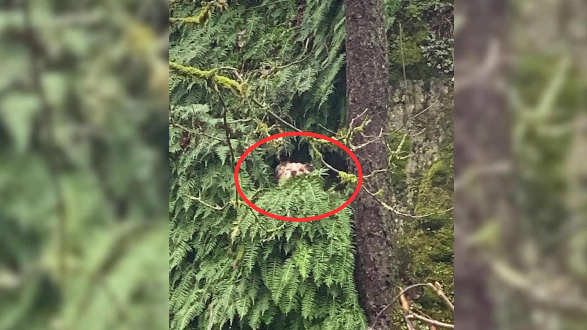 Rescuers From Oregon Came To Save This Dog Stuck On A Cliff But Were Not Sure How To Do It 