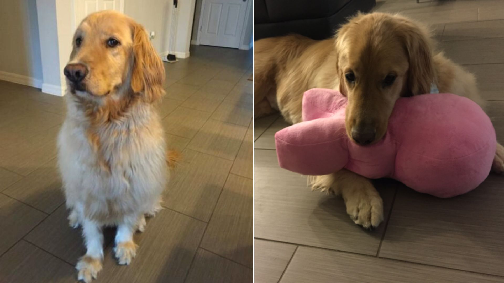 Stanley, The Special Golden Retriever With A Strict Routine Will Warm Your Heart