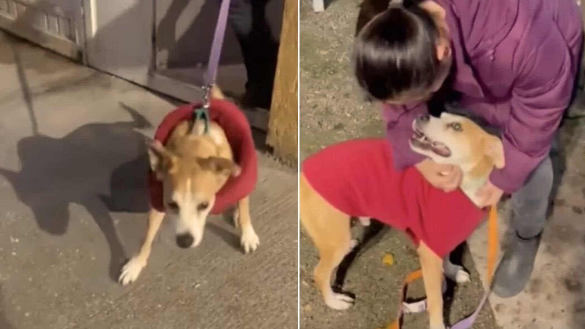 Dog Who Lived At Shelter For 10 Years Couldn’t Contain Excitement When He Met His Forever Family