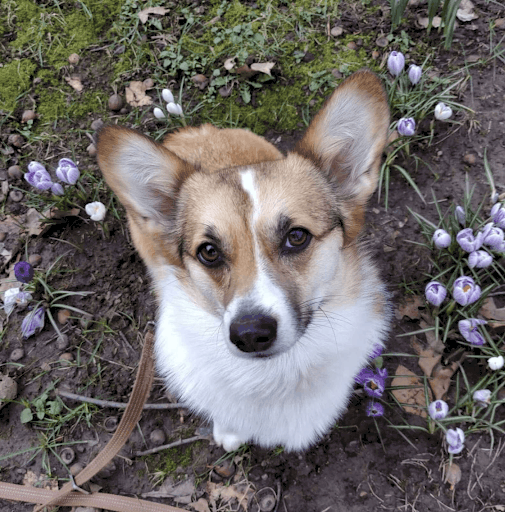 The Social Butterfly: Dog Who Loves Saying “Hi” To Neighbors Gets An Intro Sign