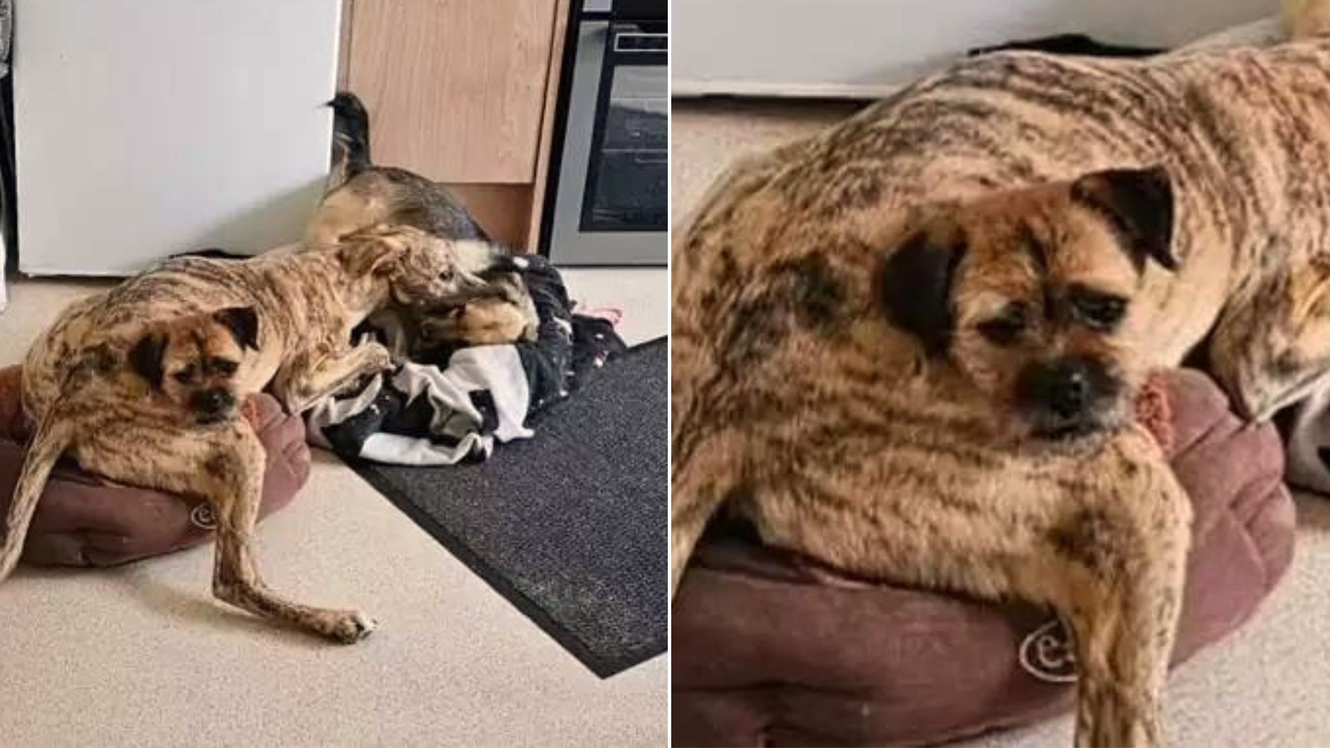 Dog Who Loves To Lay On Top Of His Doggo Sibling Creates The Best Optical Illusion Ever