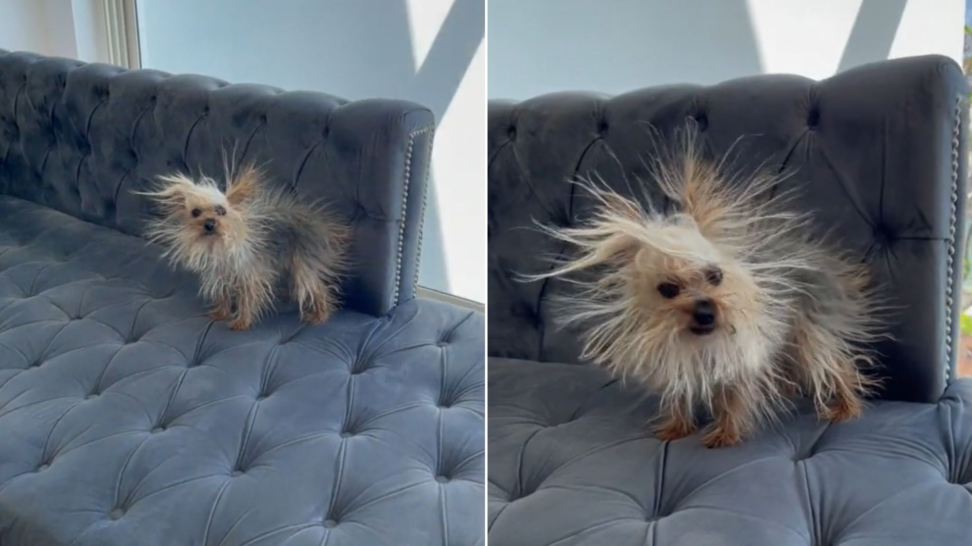 Dog Who Showed Off Her New Hairstyle Quickly Went Viral