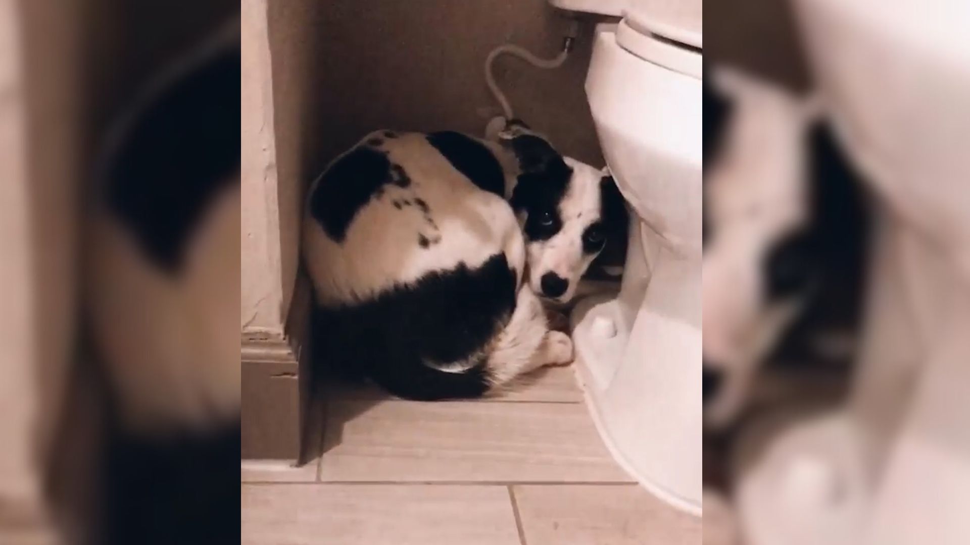 Rescuers Who Found A Dog Hiding In A Bathroom Were Surprised To Learn Her Sweet Secret