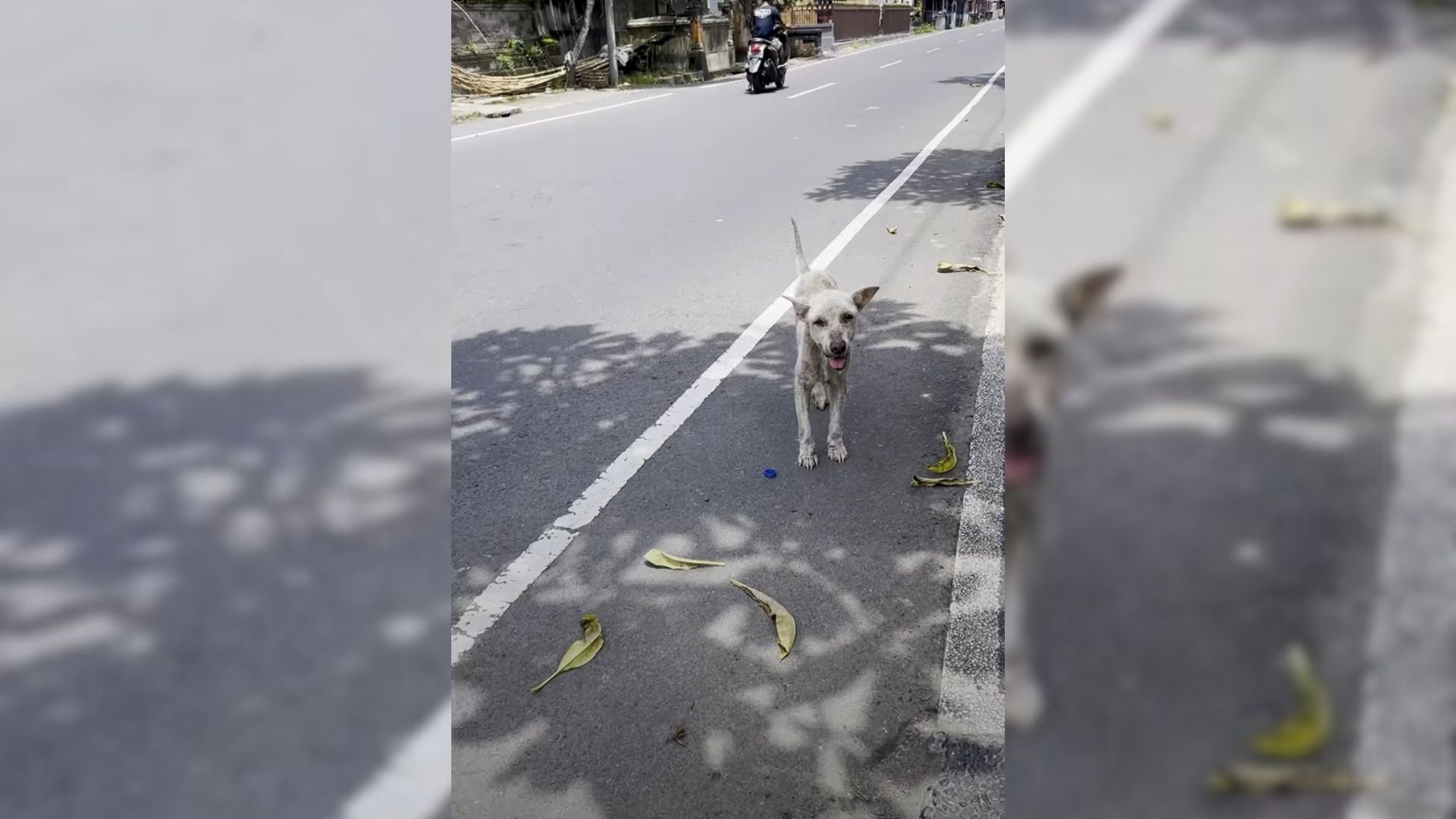 Dog Who Spent Over A Decade On The Streets Finally Gets To Enjoy The Comforts Of A Home