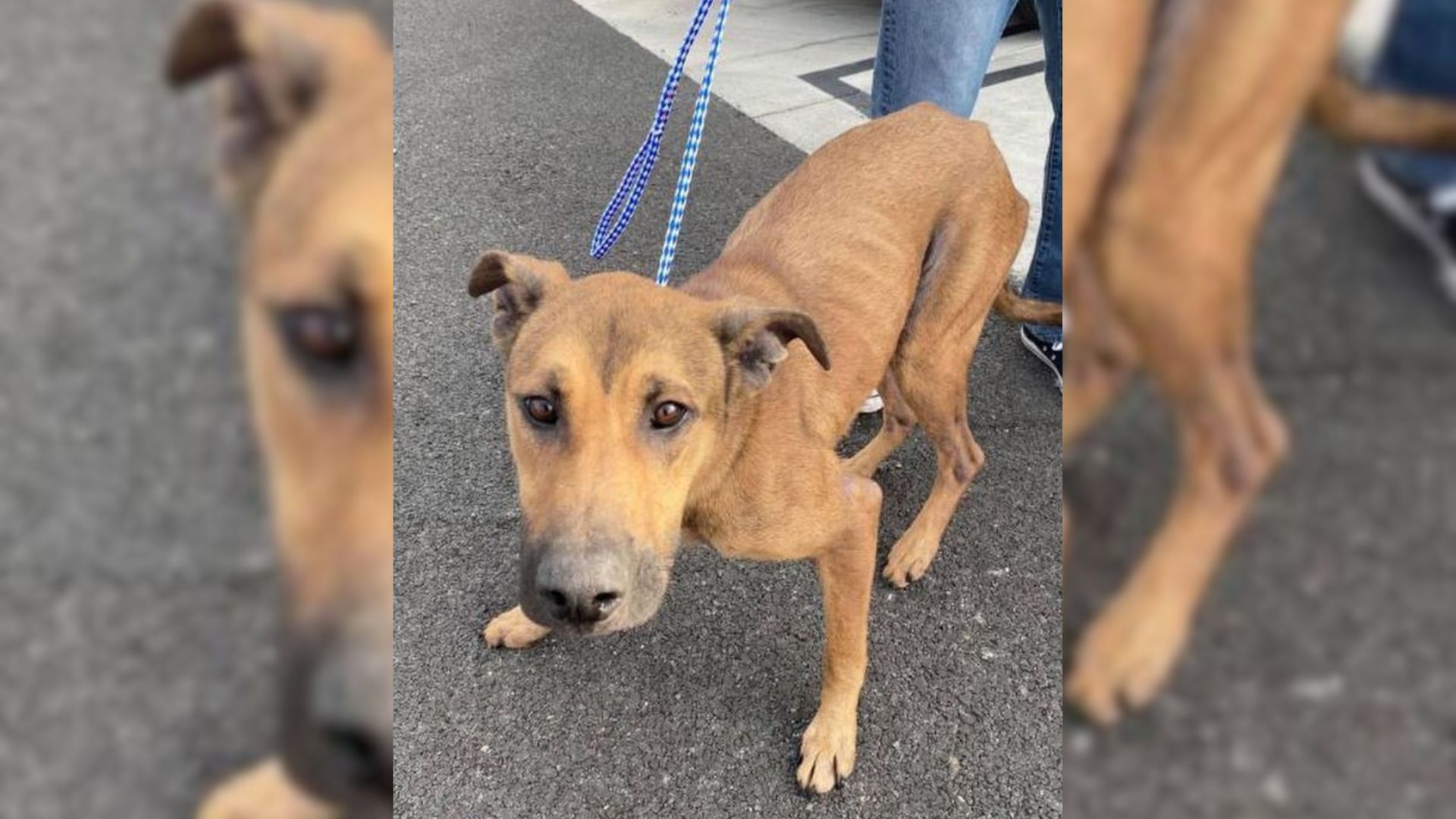 Dog Who Stared At A Wall After Being Rescued Opened Up After She Felt Loved