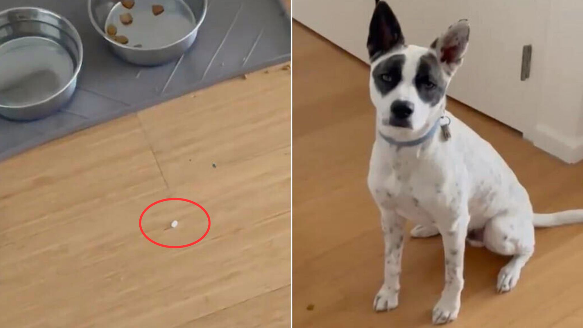 Dog Who Thought He Outsmarted His Owner Had No Idea What Was Really Going On