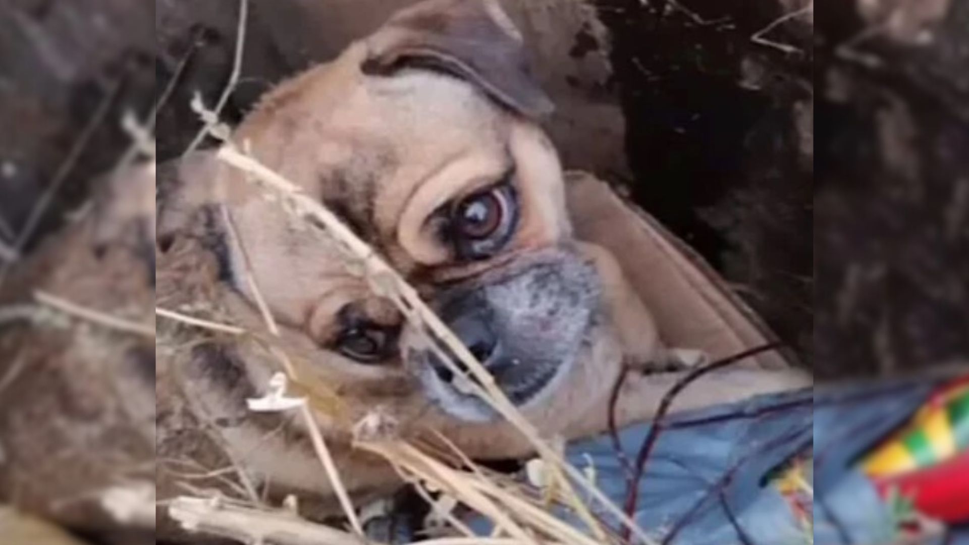 Pup Found Dumped In The Trash Proves Everyone He’s Not Written Off Yet