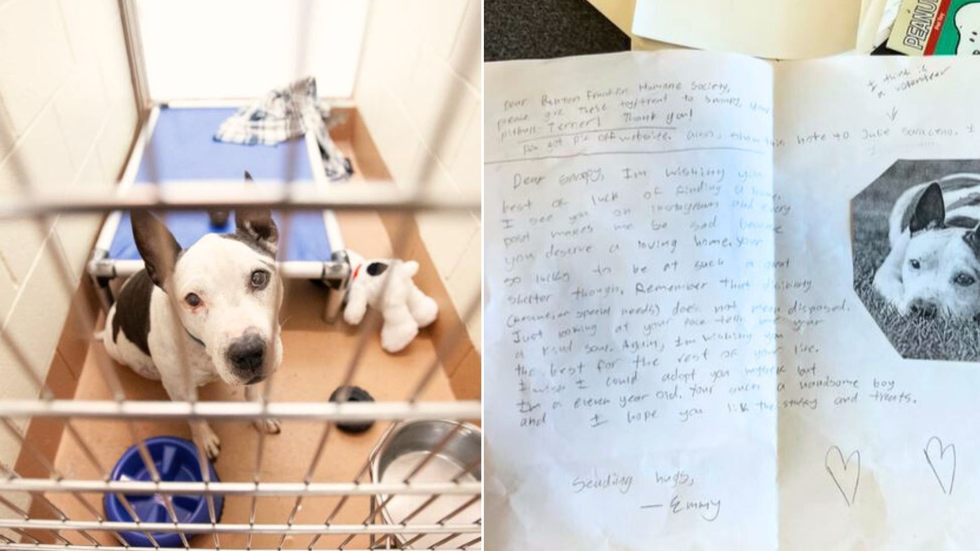 Shelter Dog That Spends 650 Days In A Shelter Receives The Most Special Gift