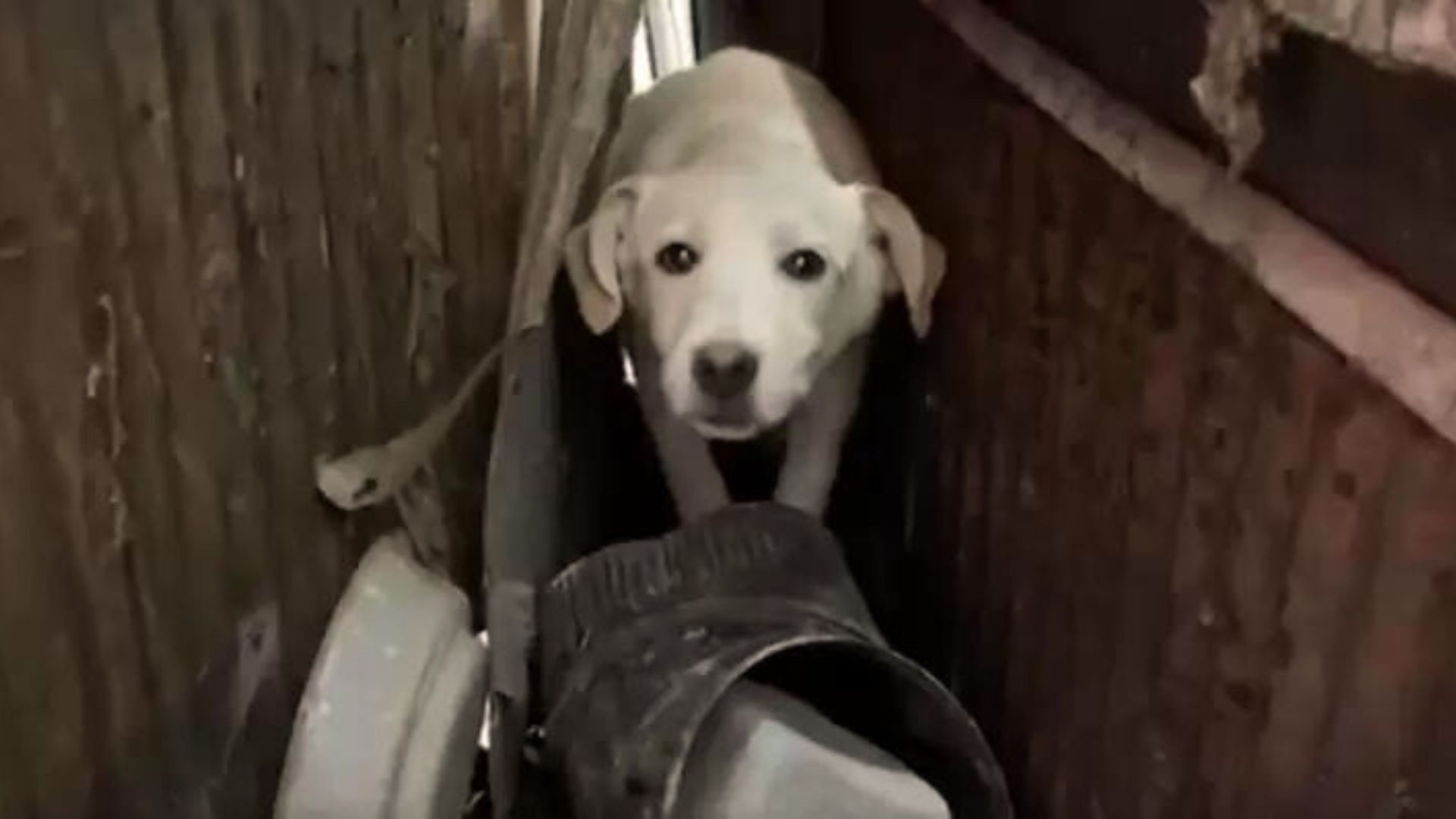 Dog Who Was Rescued Along With 18 Of Her Sibling Needed Some Time To Adjust To Her New Life 