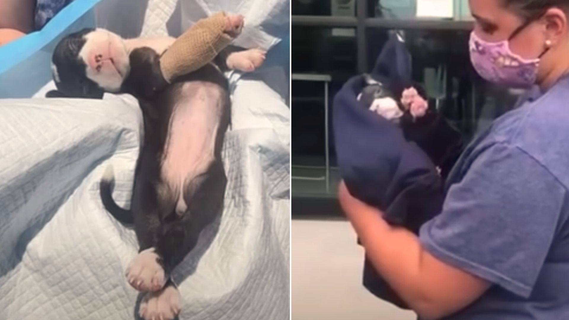 A Struggling Dog Makes An Amazing Recovery After Being Rescued By A Kind Person