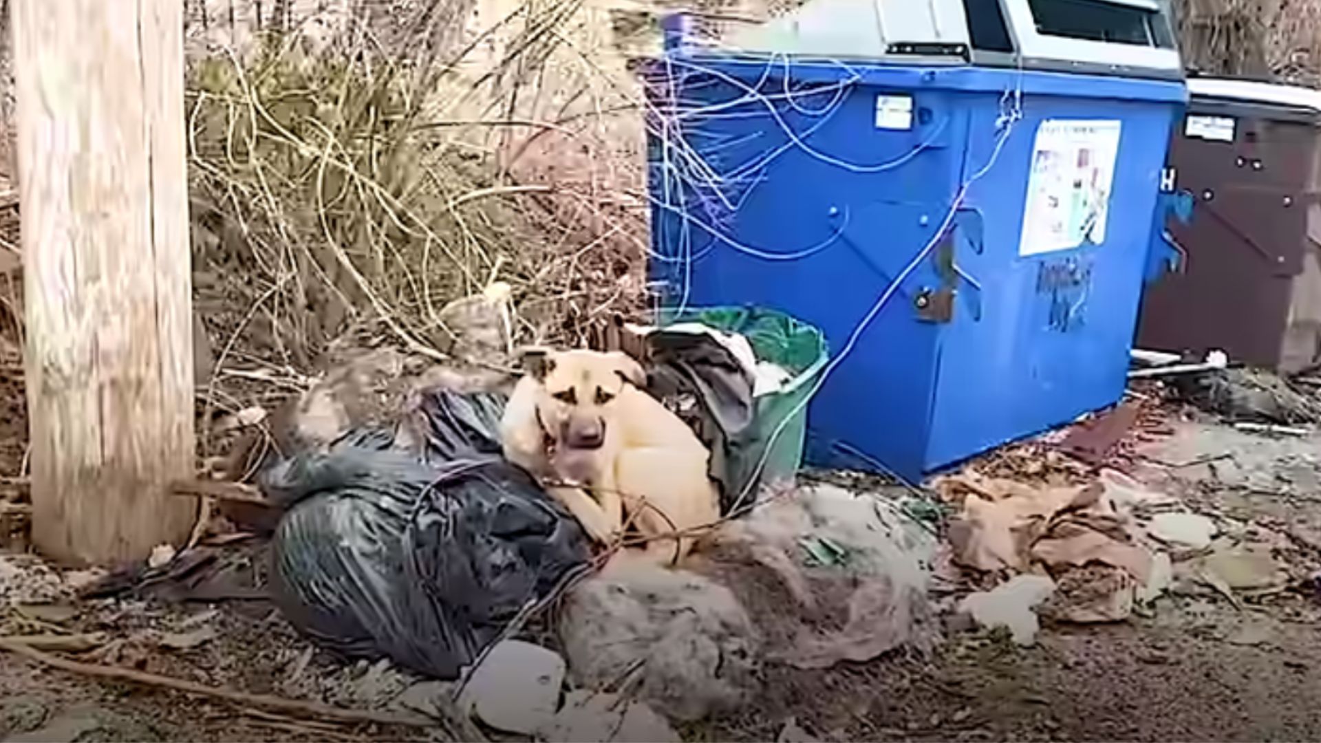 Abandoned Pup Spends 3 Whole Days Tied To A Dumpster, Waiting For Someone To Help Her