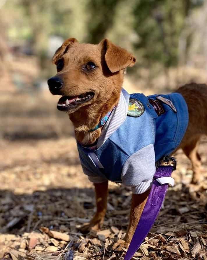 dog with a blue shirt standing in the nature