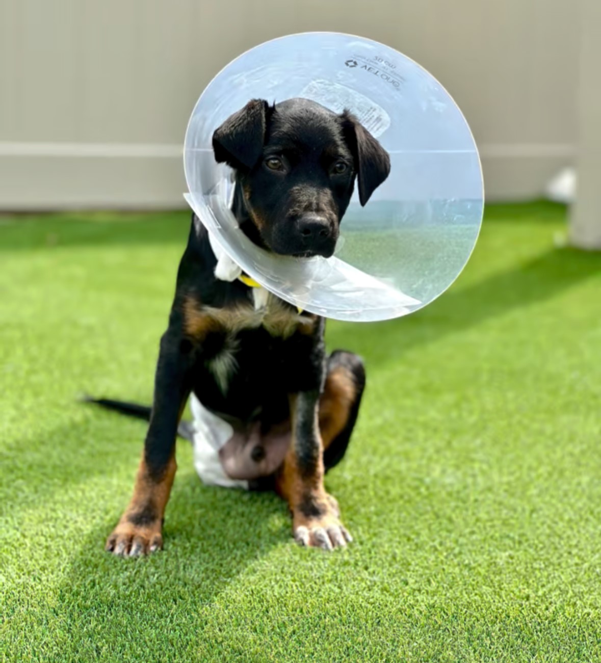 dog with a cone