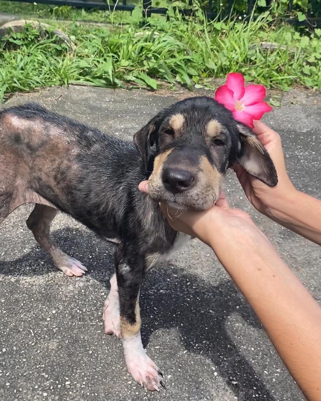 dog with a flower on its head