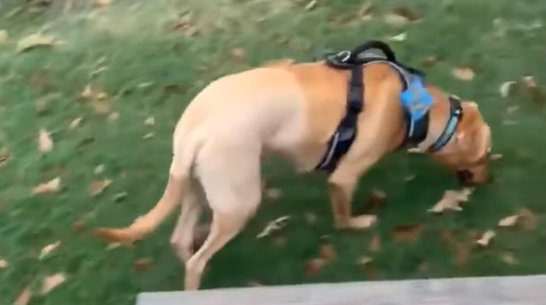 dog with a harness on green grass