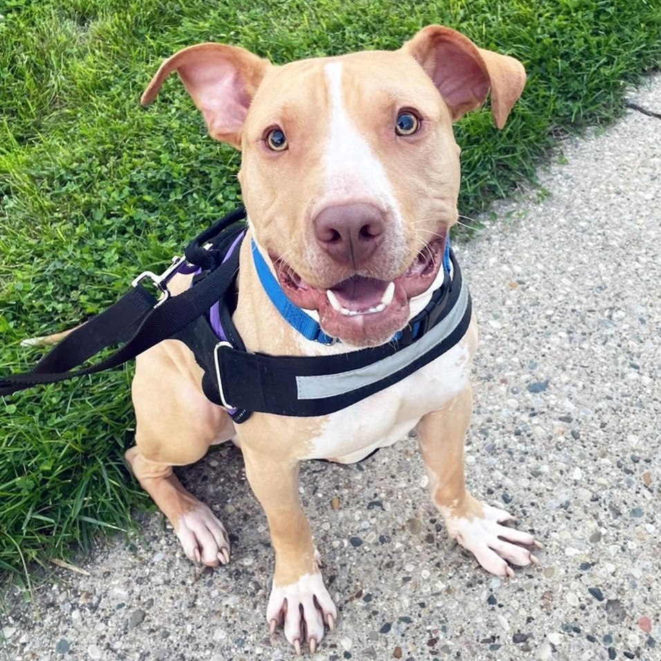 dog with a harness sitting