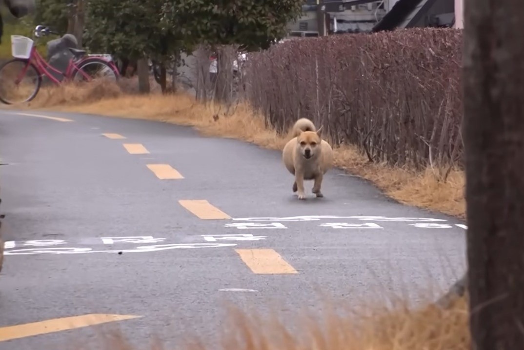 dog with a huge belly