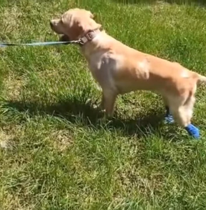dog with a leash on grass
