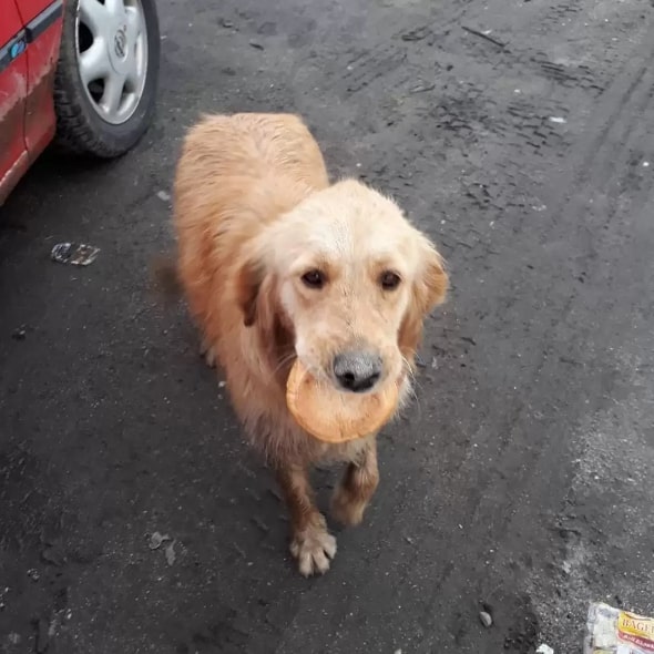 dog with a piece of bread in its mouth