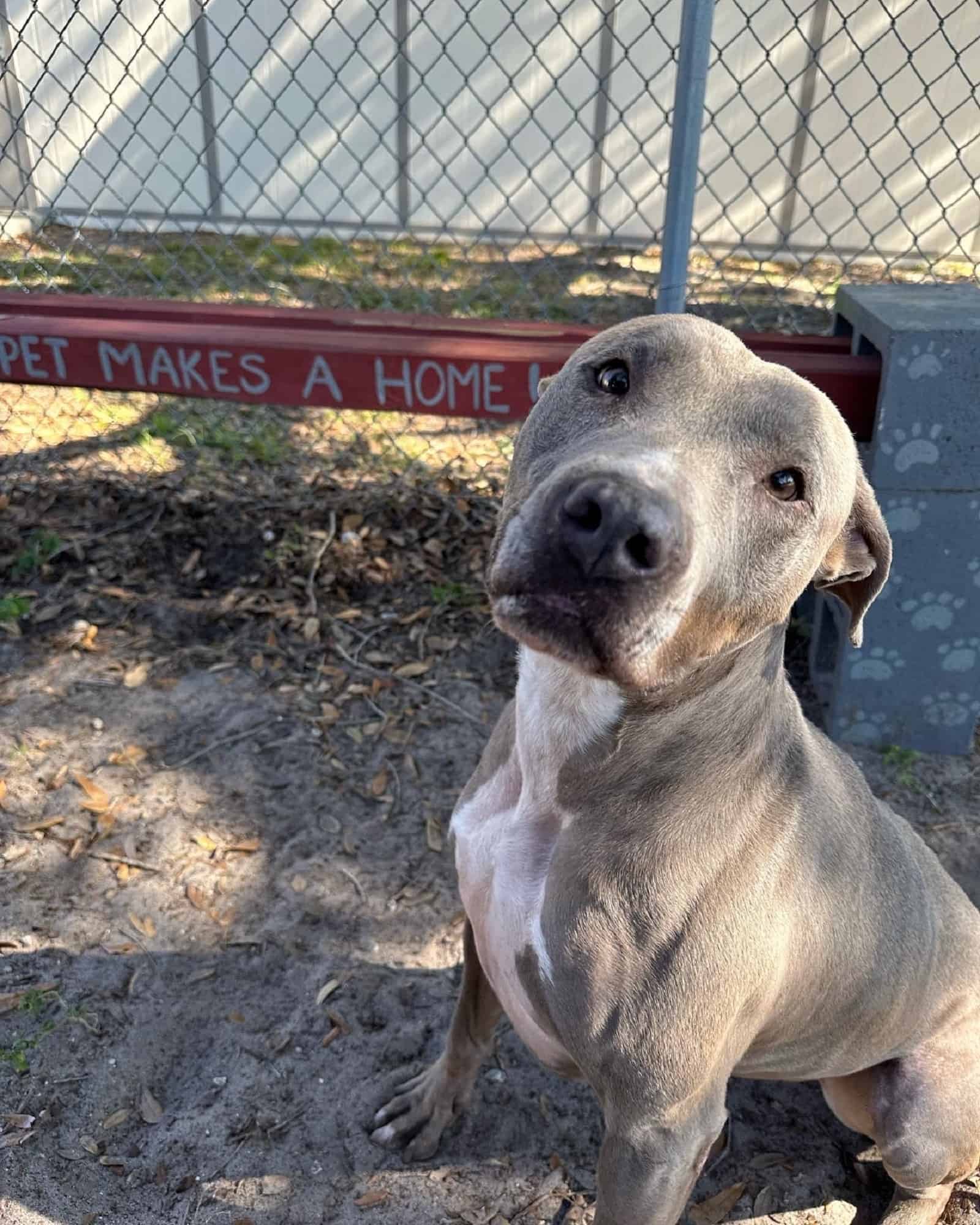 dog with beautiful eyes sitting on the ground