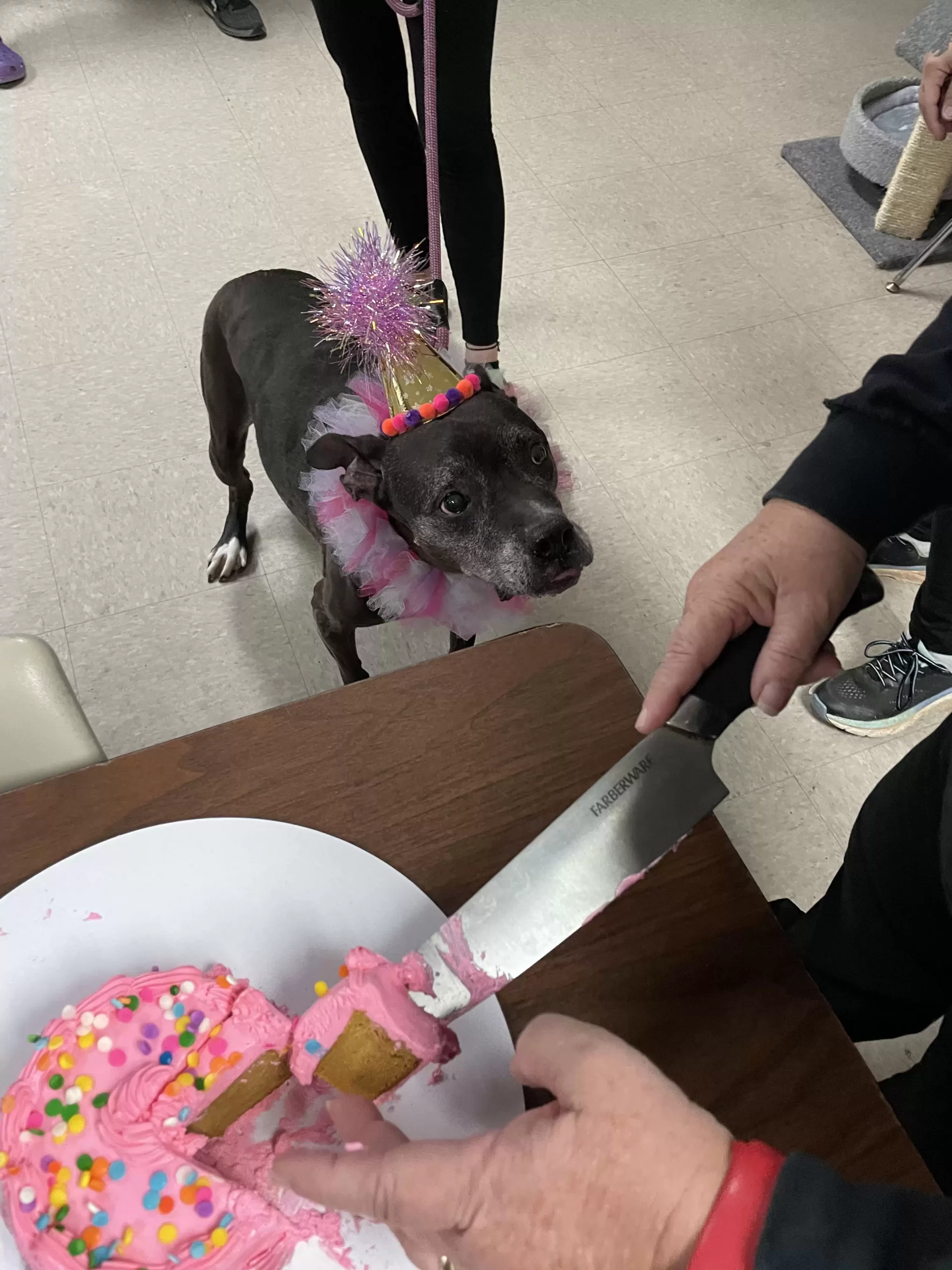 dog with birthday hat