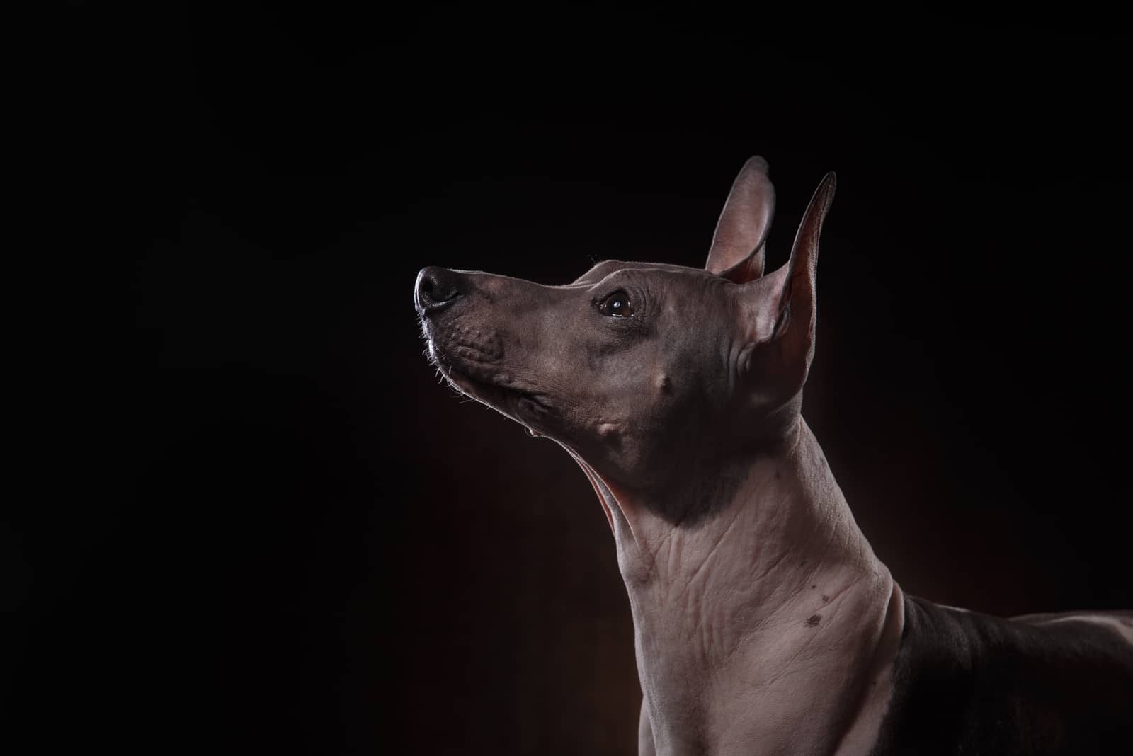 dog with black background