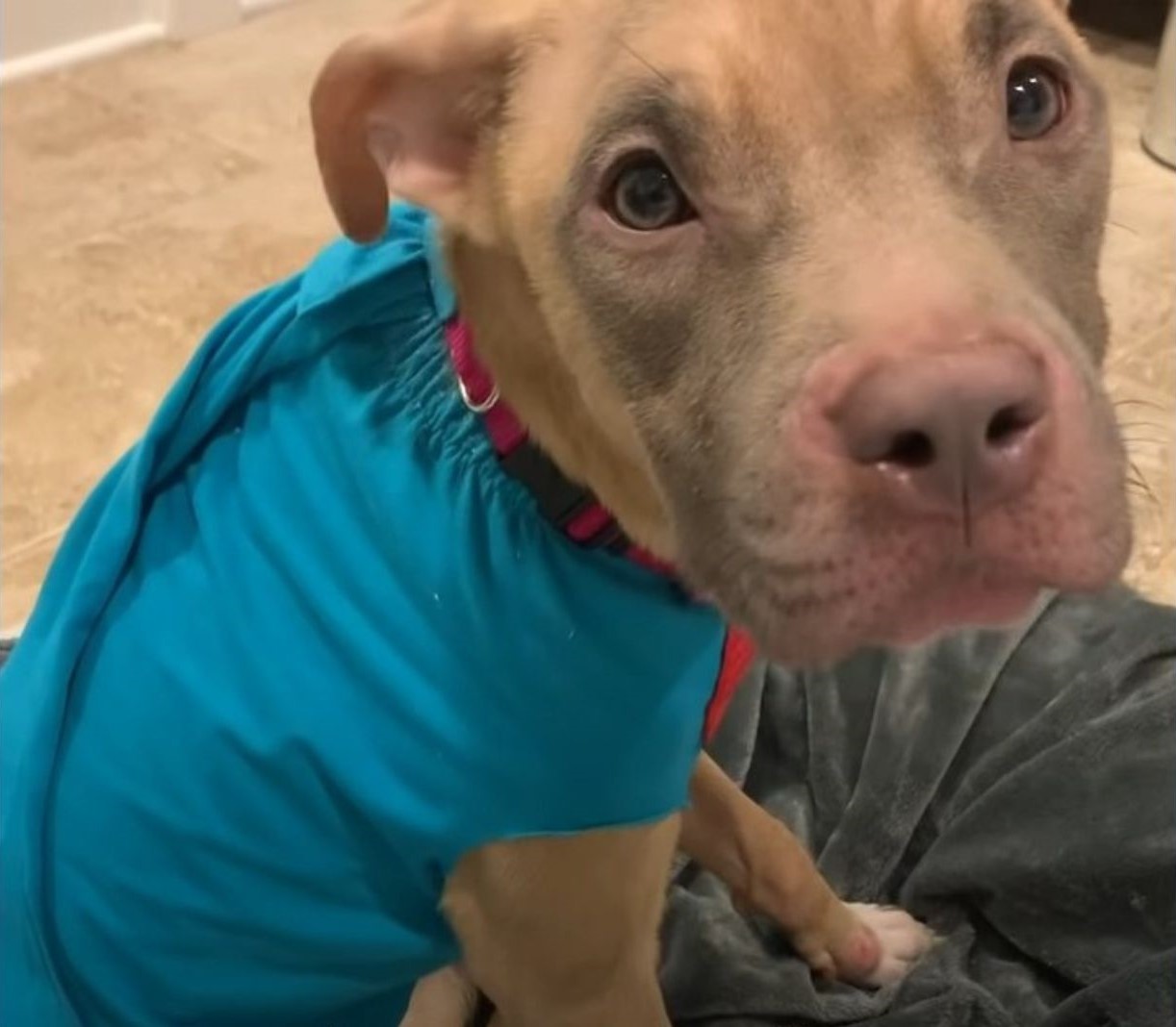 dog with blue shirt