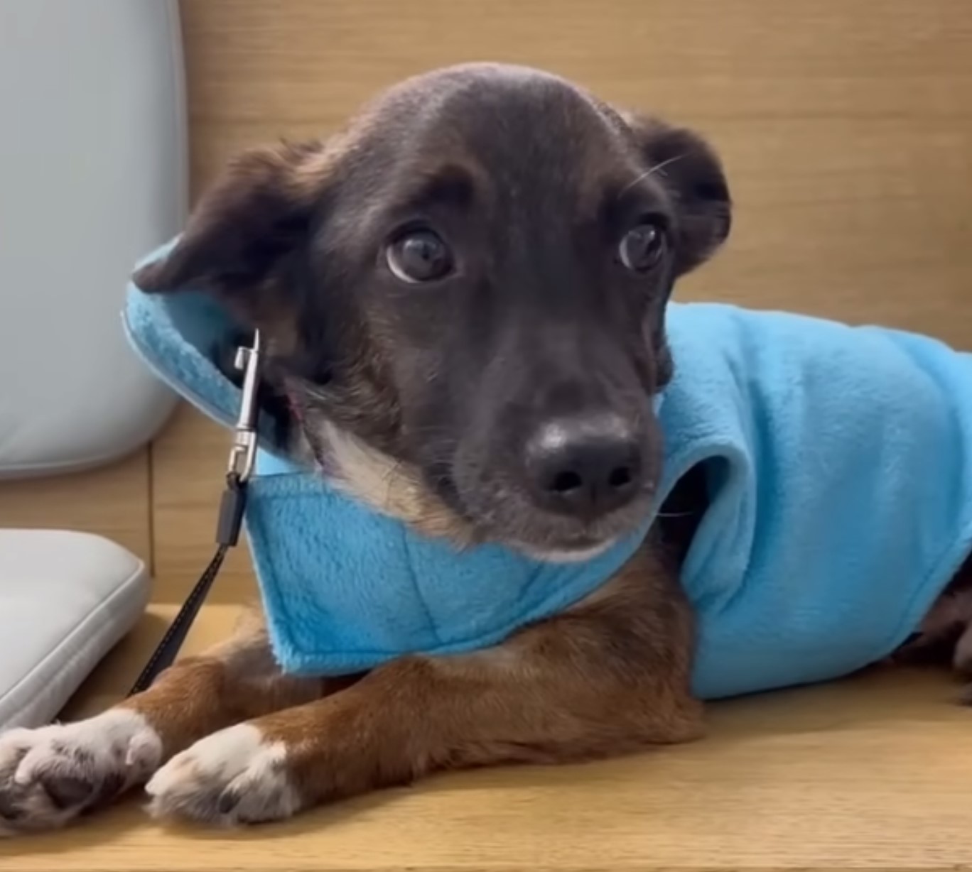 dog with blue shirt