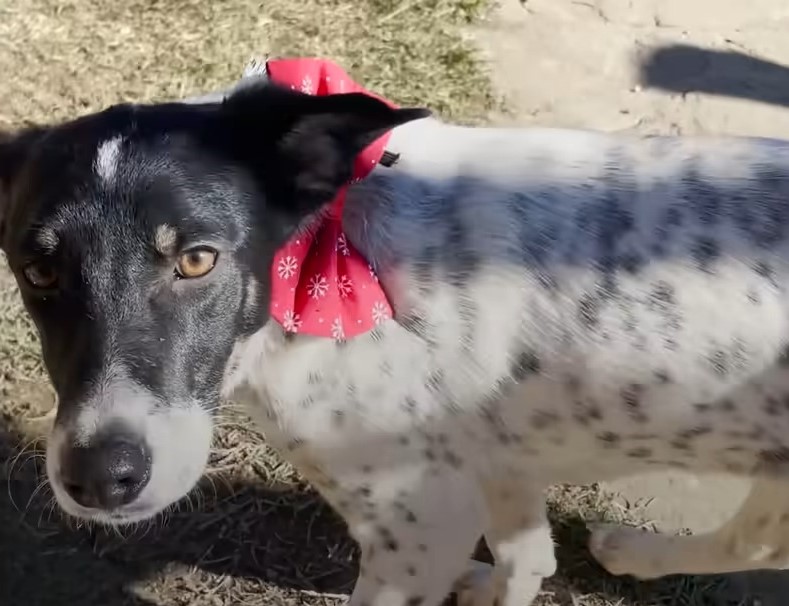 dog with bow