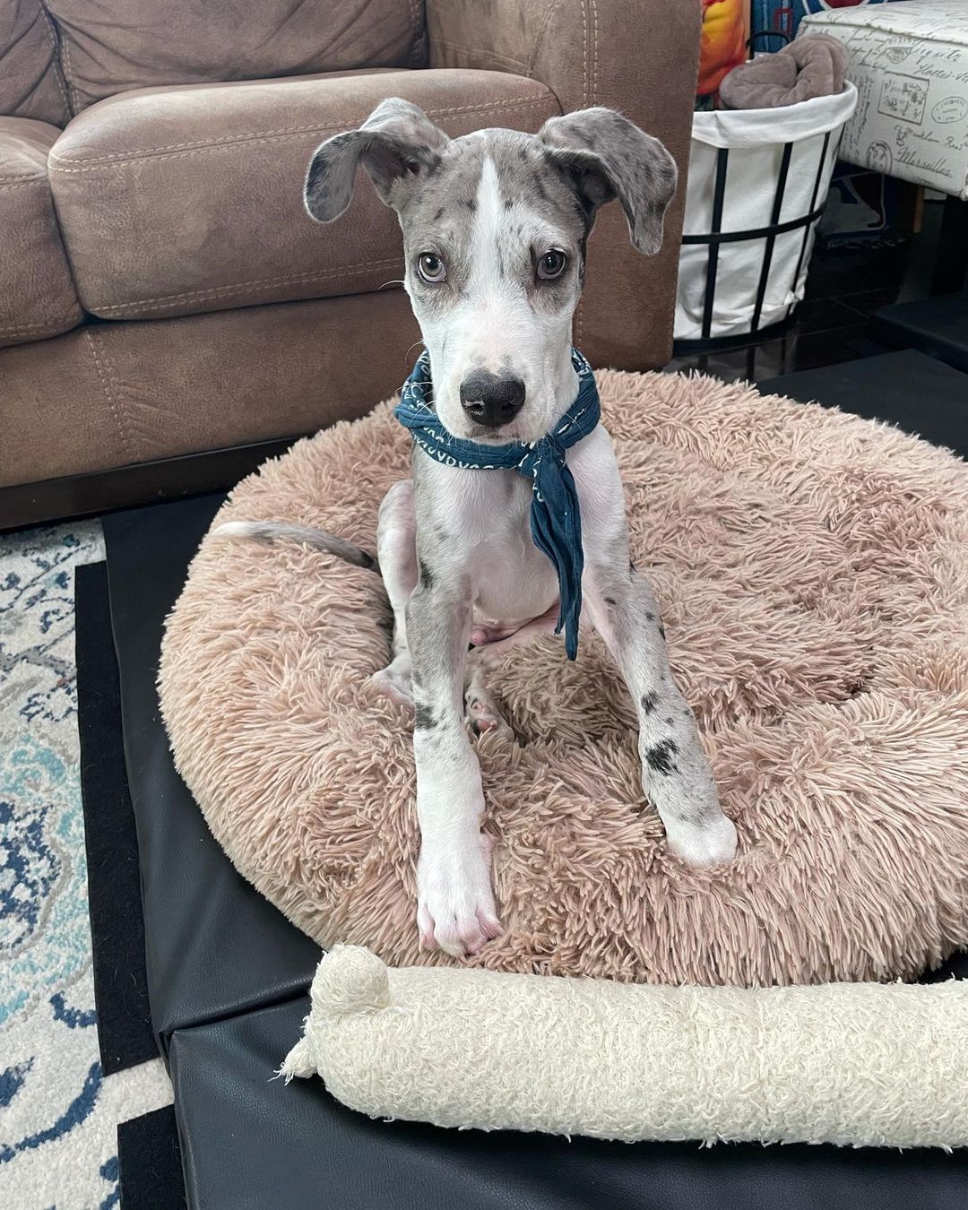 dog with broken leg sitting on a rug