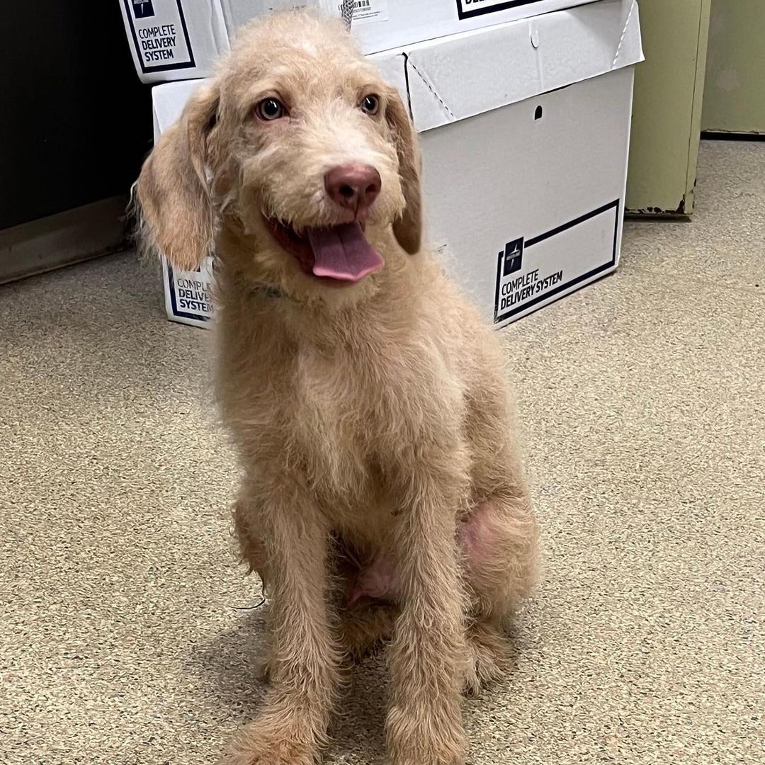 dog with broken leg sitting