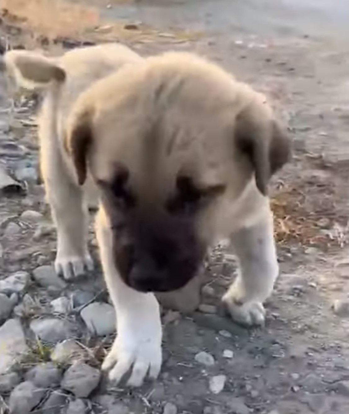 dog with broken paw