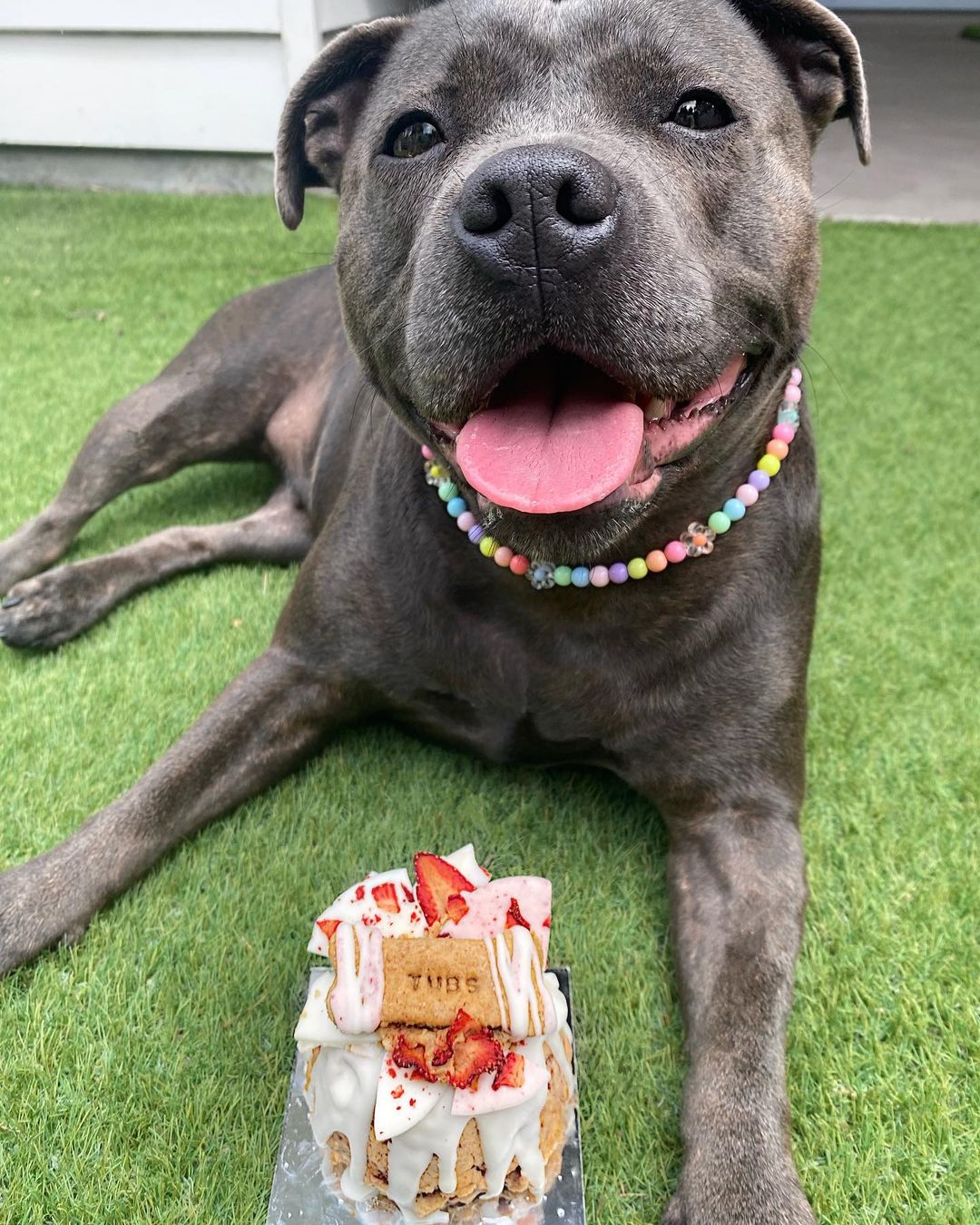 dog with cake