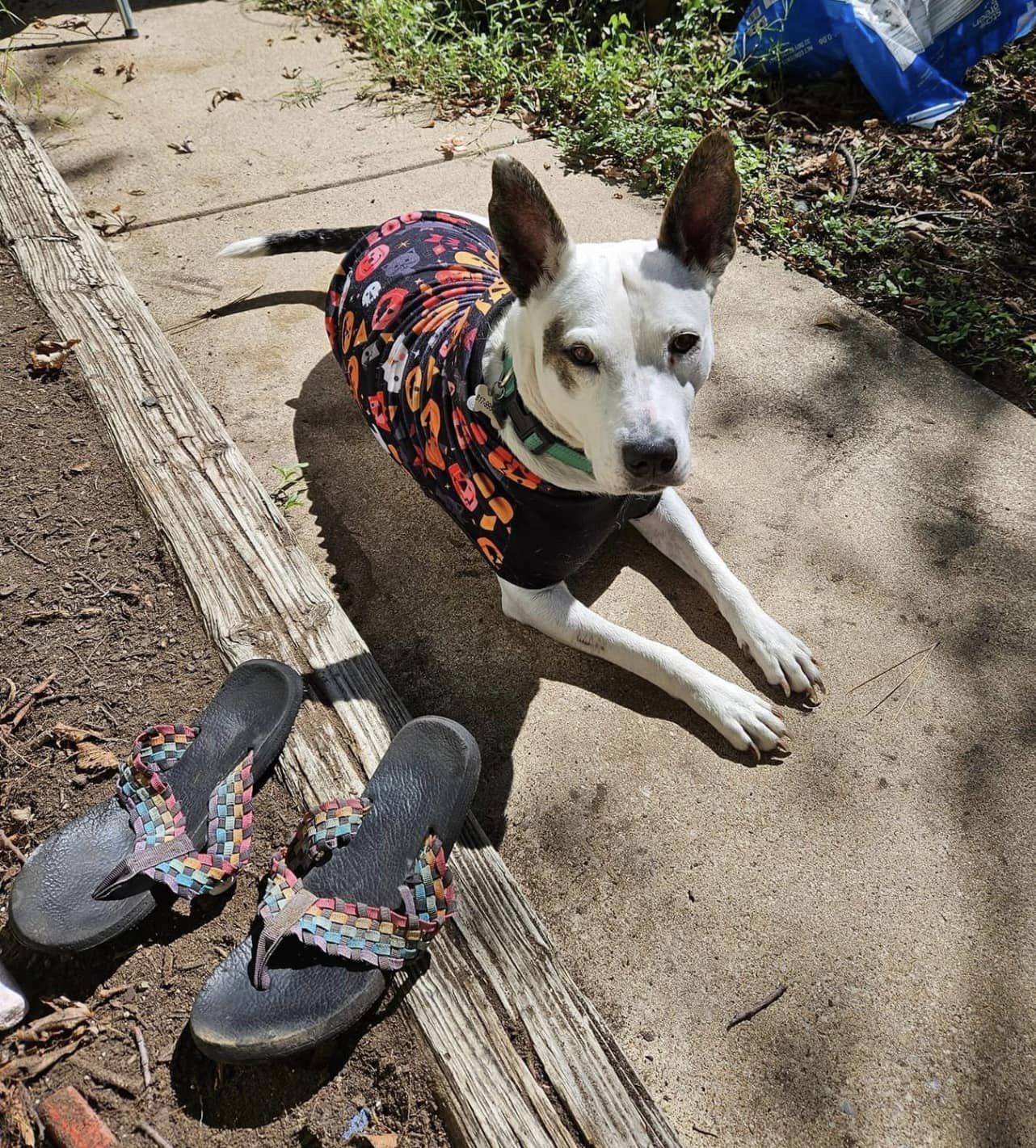 dog with clothes laying on the outdoor floor