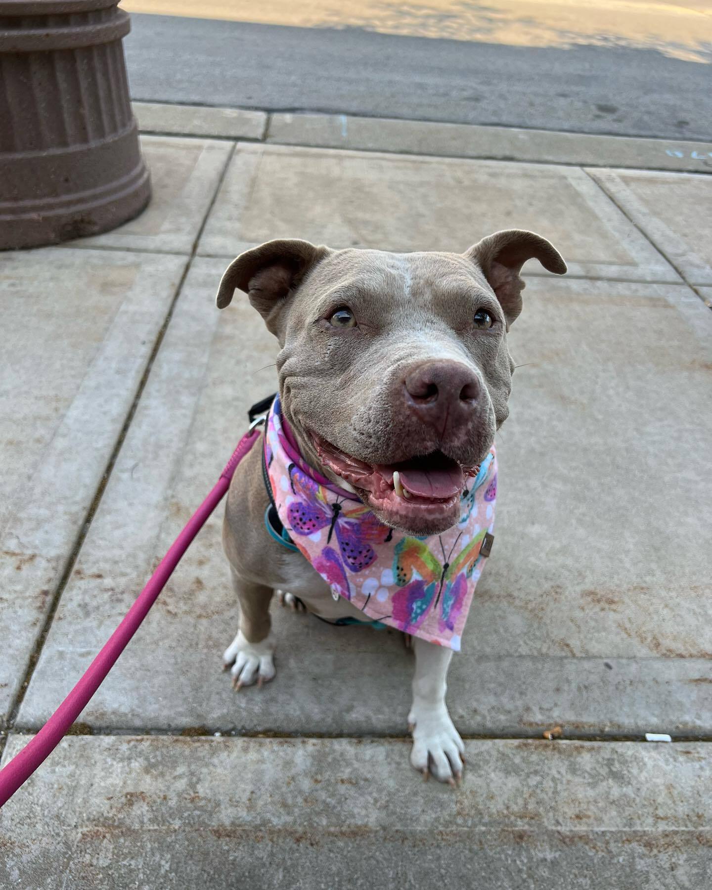 dog with colorful scarf