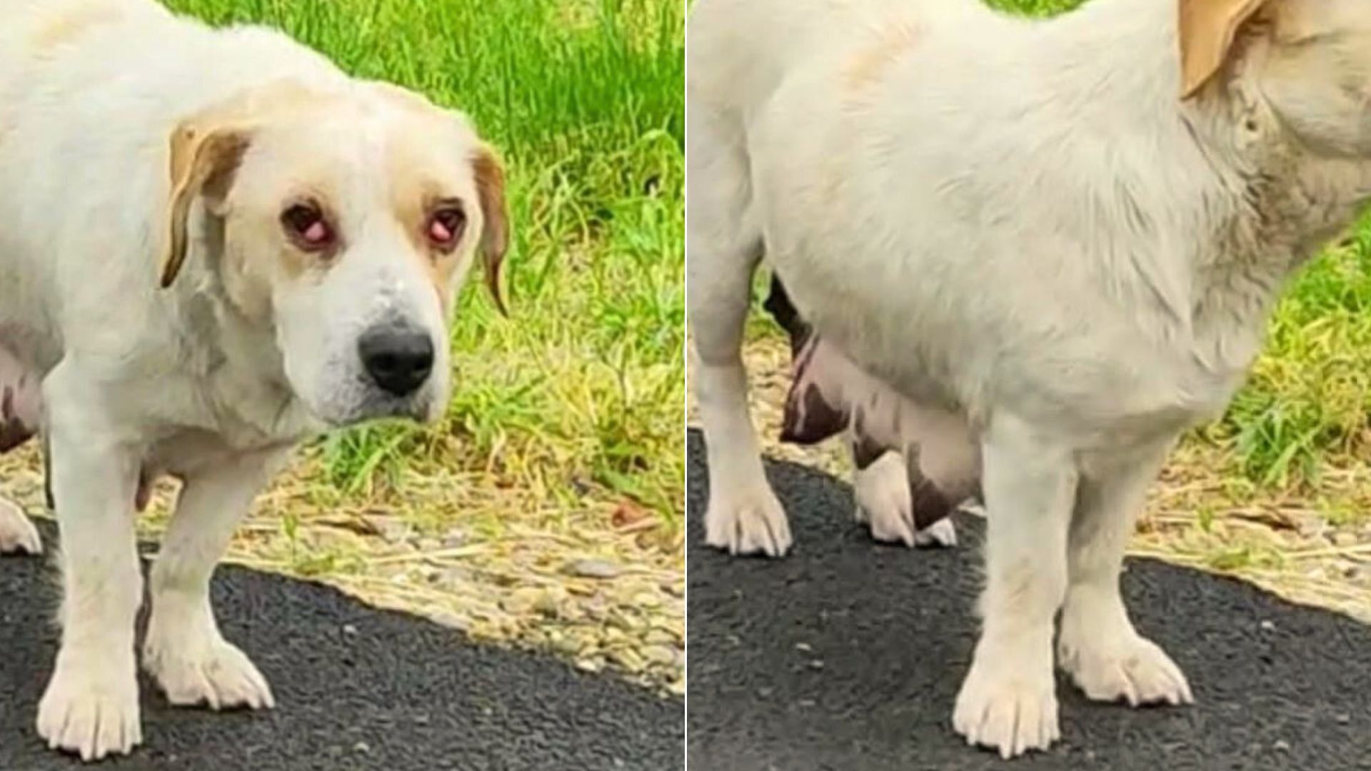 dog with conjunctivitis