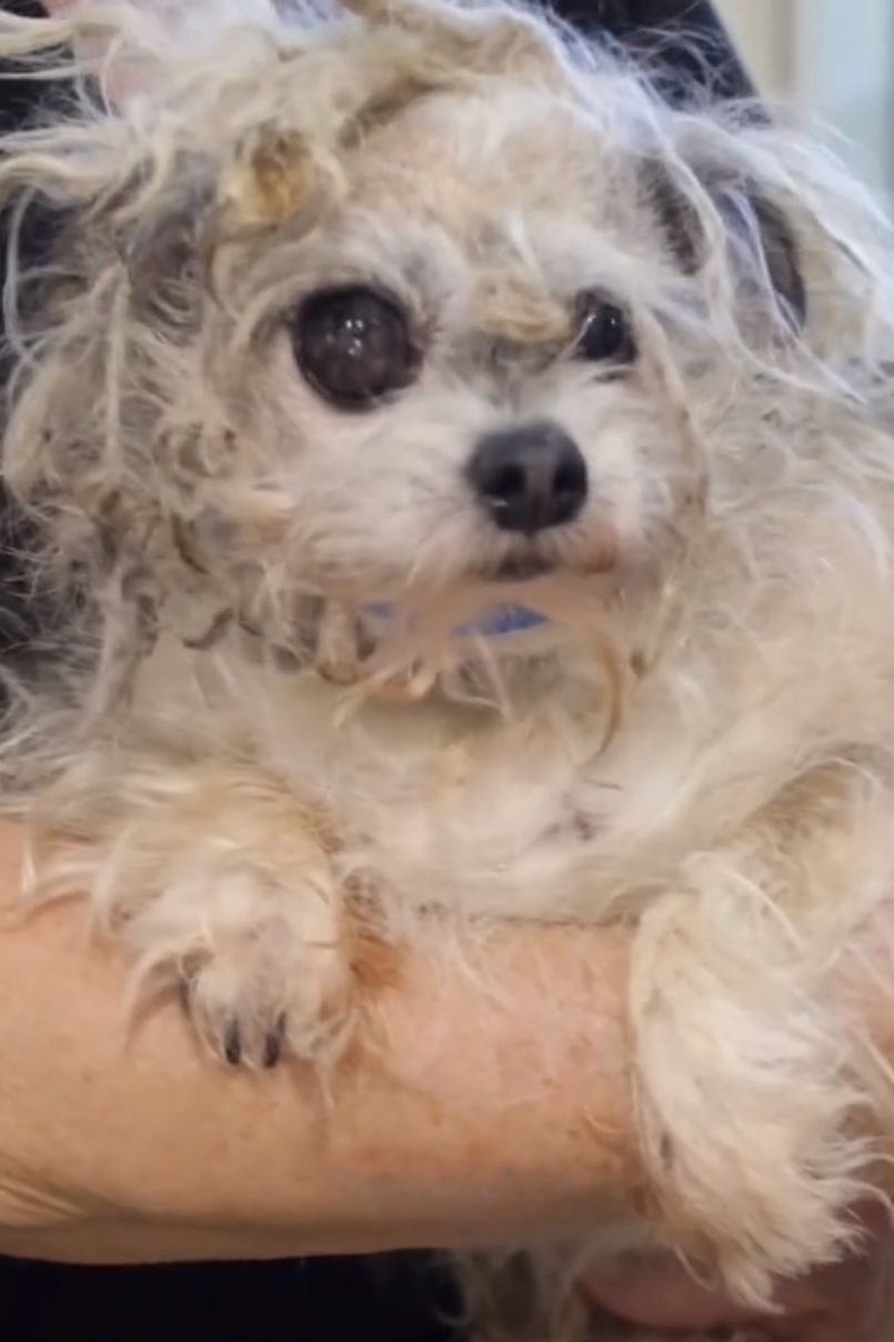 dog with curly fur