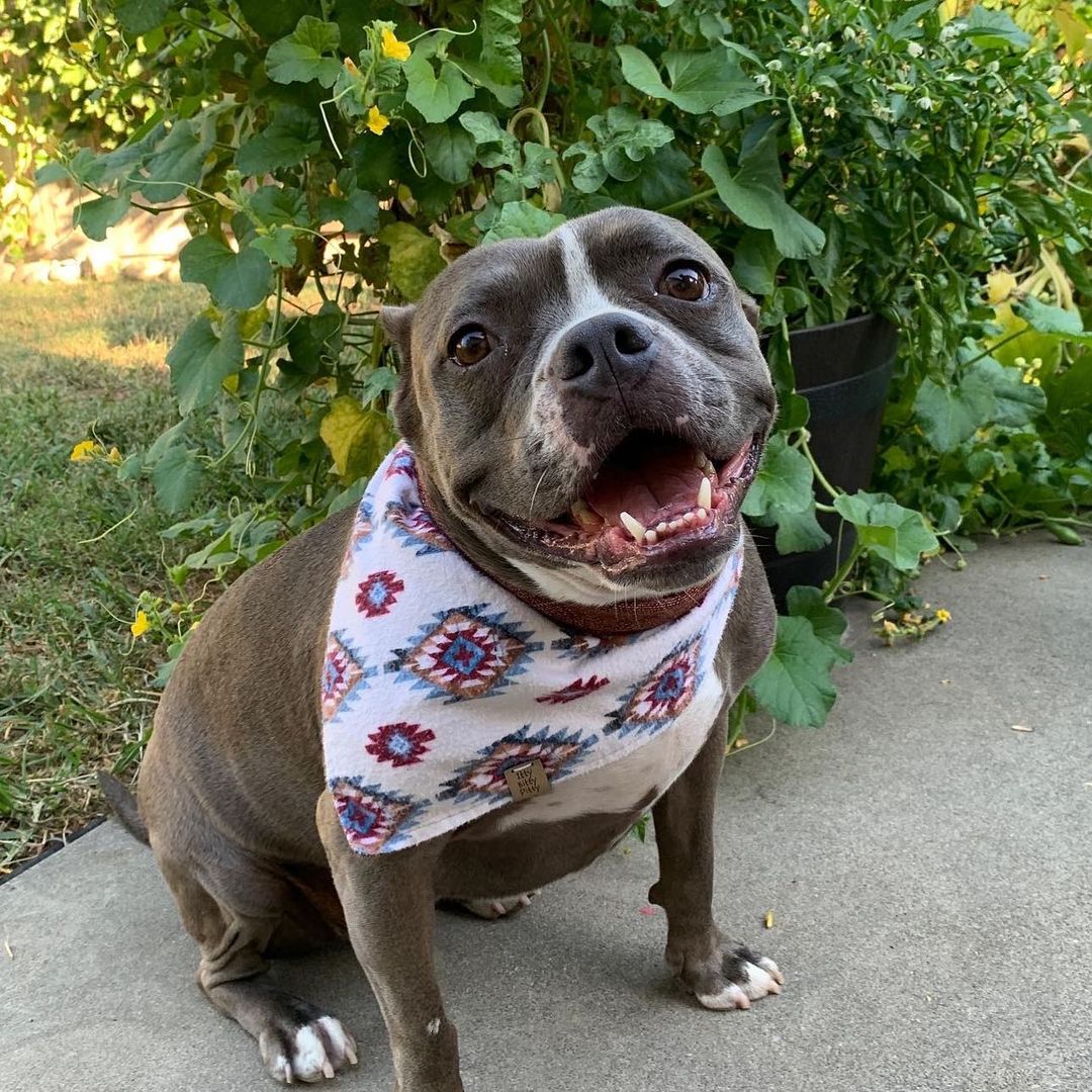 Dog with cute shirt