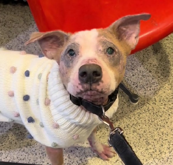 dog with cute shirt