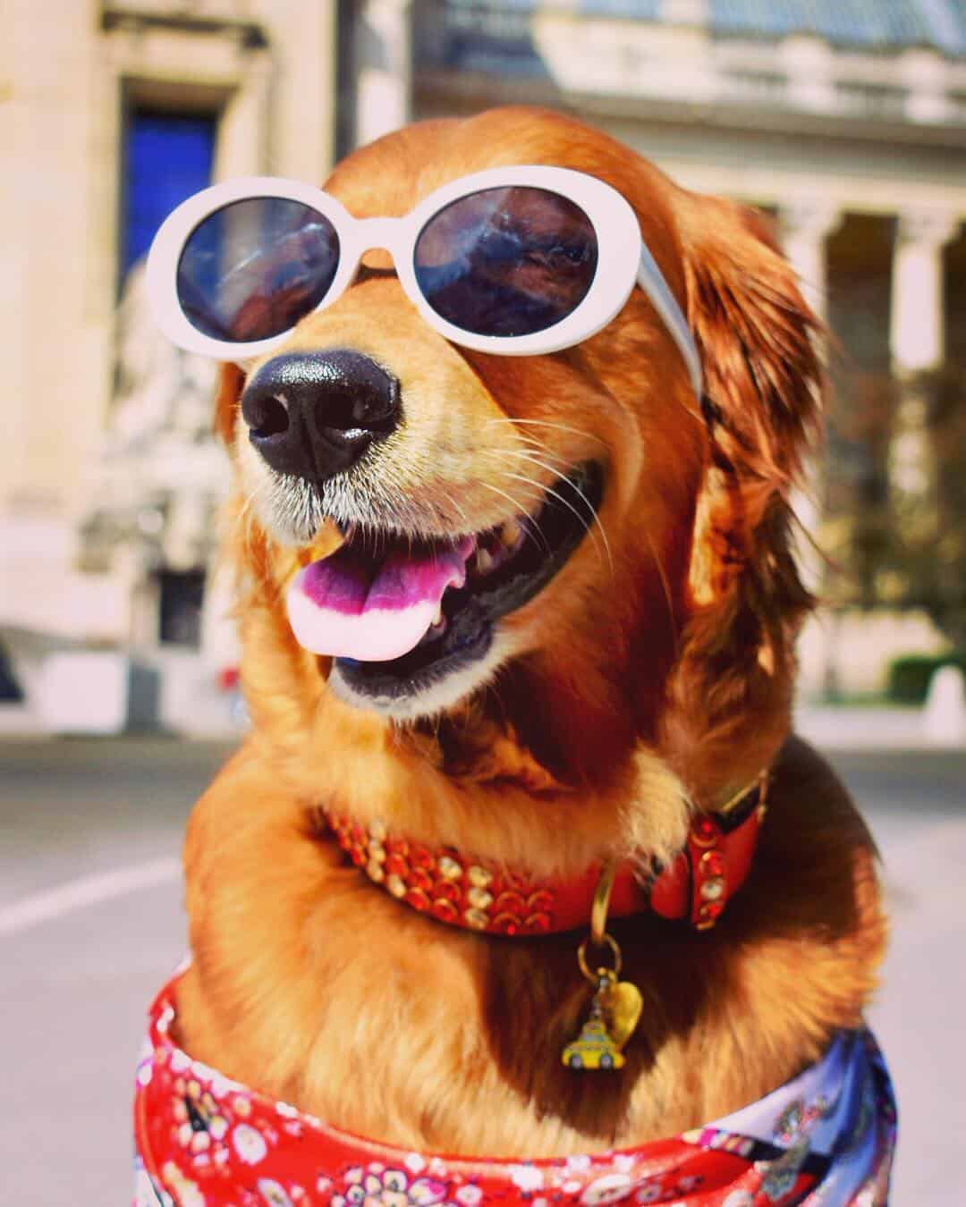 Dog with cute sunglasses