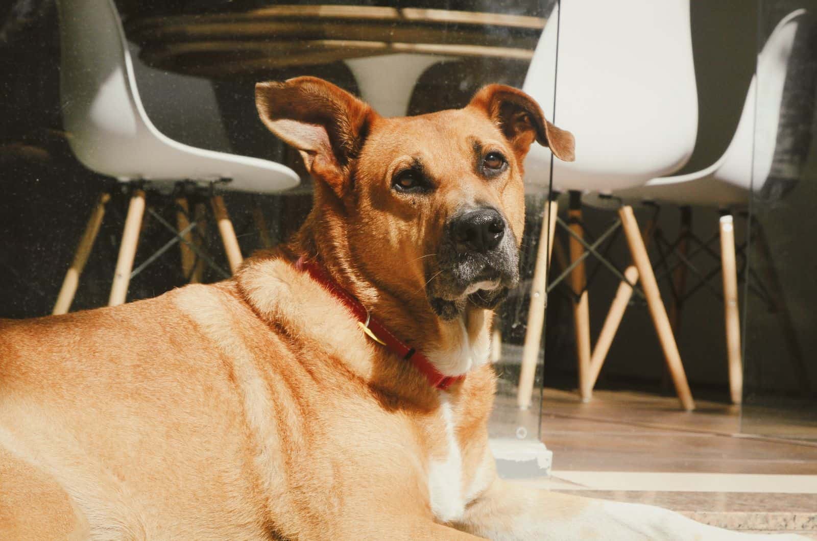 Dog with ears focused portrait